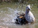 Orinoco Goose (WWT Slimbridge May 2013) - pic by Nigel Key